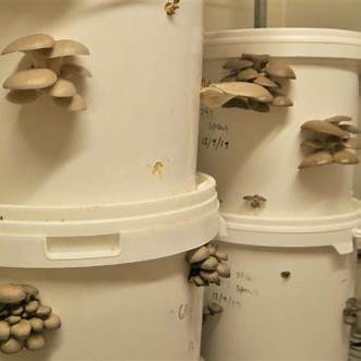 The Ultimate Guide to Growing Mushrooms at Home in Buckets for Endless Harvests in 2025