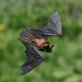 Why Your Garden Needs Bats: Natural Pest Control and Pollination Benefits