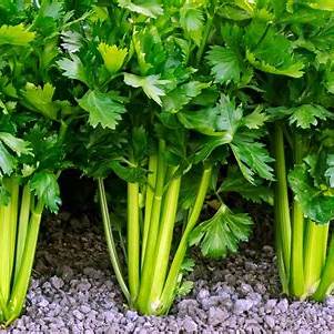 Mastering Celery: 7 Essential Tips to Conquer Common Beginner Mistakes in 2025