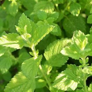 Lemon Balm Benefits and Uses: A Natural Remedy for Stress, Sleep, and Digestion