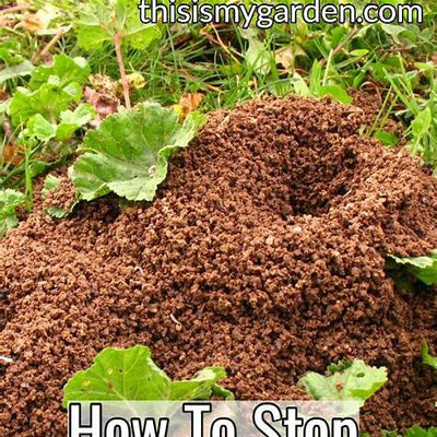 Eliminating Ants Naturally: Eco-Friendly Methods for a Pest-Free Yard in 2025