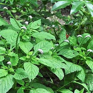 Heliotropium Indicum: The Humble Medicinal Weed with Extraordinary Healing Power