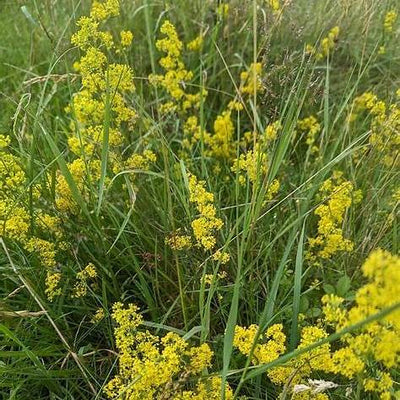 Lady’s Bedstraw (Galium verum): 6 Gentle Ways This Golden Herb Supports Natural Detox and Healing