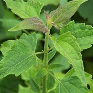 Siam Weed: A Comprehensive Guide to the Potent Herbal Remedy Chromolaena odorata for Wound Healing, Inflammation, and Beyond