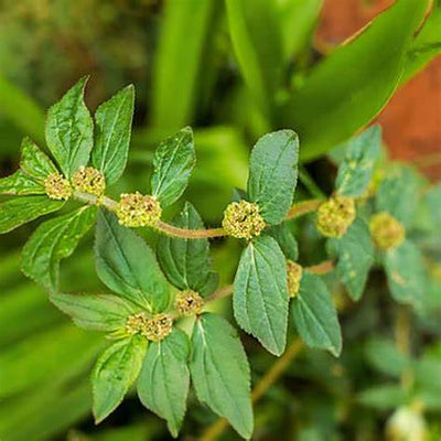 Asthma Plant Tea: Unveiling the Ancient Wisdom of Euphorbia Hirta for Respiratory Wellness in 2025
