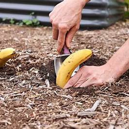 Unlock Your Garden's Potential: The Astonishing Benefits of Burying Banana Peels in 2025