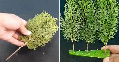 Mastering Thuja Propagation: Your Ultimate 2025 Guide to Rooting Cuttings with Aloe Vera