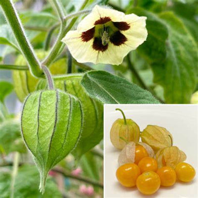Goldenberry Power: Unleashing the Benefits of Physalis Peruviana (Cape Gooseberry) and Mastering its Home Use