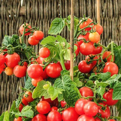 How to Grow Cherry Tomatoes at Home in Containers: Simple, Rewarding, and Surprisingly Therapeutic