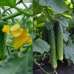 Maximizing Cucumber Growth with Natural Fertilizer: A Gardener's Secret Weapon