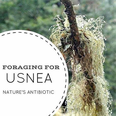 Top Herbal Antibiotics for Natural Healing and Infection Prevention: A Comprehensive Guide