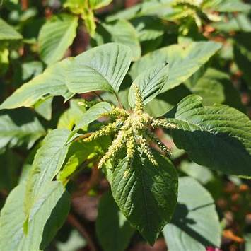 Unearthing the Secrets of Bledo Blanco (Amaranthus albus): Nature’s Humble Healer and Ancestral Superfood Revealed
