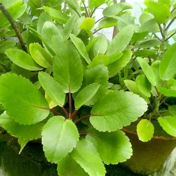 11 Surprising Benefits of the Miracle Leaf of Life (Bryophyllum pinnatum)