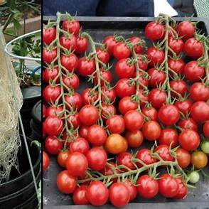 Revolutionize Your Harvest: The Ultimate 2025 Guide to Growing Tomatoes Without Soil