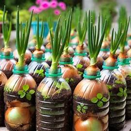 Unlock Rapid Onion Growth: The Genius Plastic Bottle Method for Home Gardeners