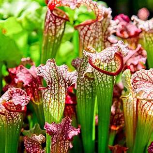 Cómo las Plantas Jarro Atraen Buenas Vibras a Espacios Nuevos: Guía Práctica para Decorar con Energía Positiva