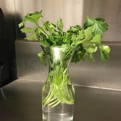 The Ultimate Guide to Growing Coriander in Water: Soil-Free Flavor in Your Kitchen!