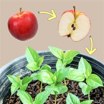 How to Grow an Apple Tree from Seed and Get a Fruit-Filled Tree: A Comprehensive Practical Guide