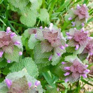 Purple Dead-Nettle (Lamium purpureum): A Wild Ally for Heart Health & Circulation