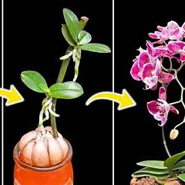 Revitalize Your Orchids Naturally with a Garlic Growth Boost