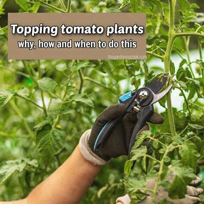 Why and When to Top Off Tomato Plants: Essential Tips for Healthier Harvests in 2025