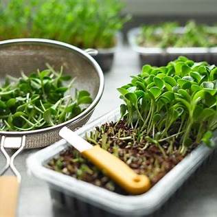 Unlock Your Inner Gardener: 10 Fast-Growing Vegetables Ready in Just 15 Days!