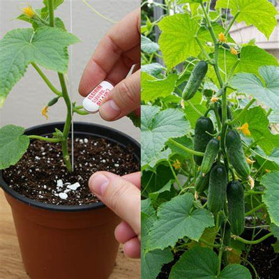 Grow Huge Tomatoes, Cucumbers & Peppers with Just One Tablet – Unbelievable Harvest Results