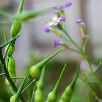 Unlocking the Secret Life of Radishes: 7 Unexpected Perks of Letting Them Go to Seed and Embracing Radish Pods