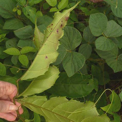 Ogirishi Leaf: Unveiling Nature's Profound Secrets for Fertility and Holistic Wellness