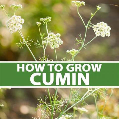 From Seed to Spice: Your Ultimate Guide to Growing Cumin in Containers