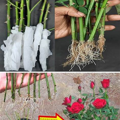Unlock Abundant Blooms: The Shockingly Simple Toilet Paper Method for Rose Propagation