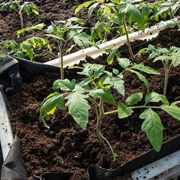 Accelerating the Growth of Tomato Seedlings: A Natural Gardening Guide