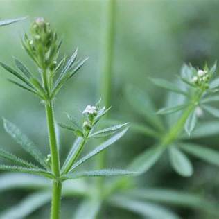 Cleavers (Galium aparine): The Herbal Detox & Lymphatic Cleanser Remedy