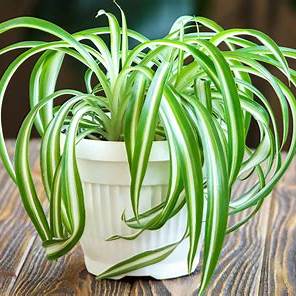 The Astonishing Spider Plant: 10+ Compelling Reasons to Elevate Your Home Sanctuary in 2025
