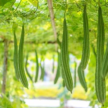 How to Grow Loofah: A Complete Guide to Cultivating This Versatile Vegetable Sponge