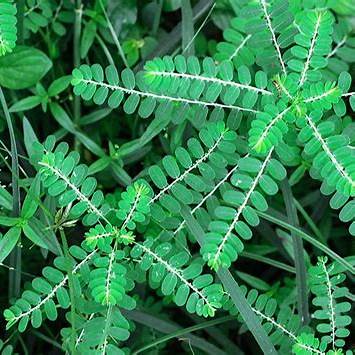 Stone Breaker Leaves (Chanca Piedra): The Ancient Herb Modern Health Forgot