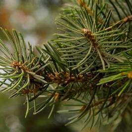 The Evergreen 9 Profound Health Benefits of Pine Needles