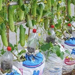 Maximize Your Cucumber Harvest: The Ultimate Guide to Bulk Growing in Soil Bags (2025)