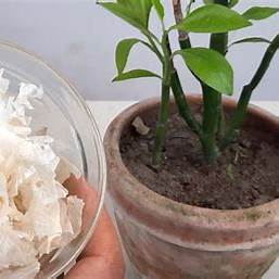 Unlock Nature's Pharmacy: The Astonishing Benefits and Clever Ways to Repurpose Garlic Peels in Your Garden & Home