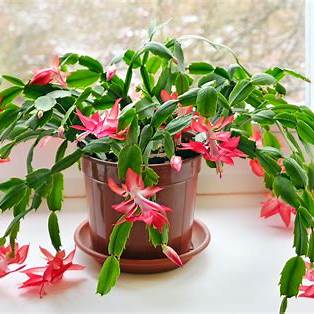 How to Make Your Christmas Cactus Bloom Again: A Complete Care Guide for Abundant Holiday Cheer