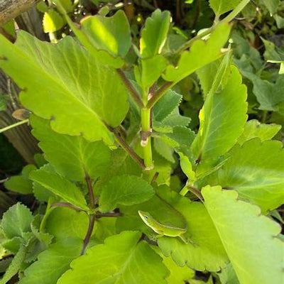 Leaf of Life: A Comprehensive Guide to This Healing Plant