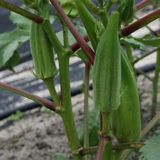 Unlock Your Green Thumb: The Ultimate Guide to Growing Okra Faster in 2025