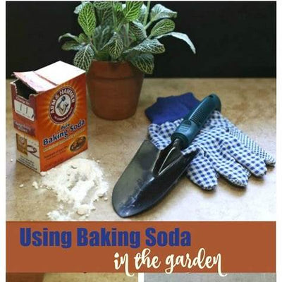 Unlock Lush Mint: Your Comprehensive Guide to Natural Growing and Vibrant Plants