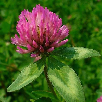 Red Clover Benefits & Uses: A Beginner’s Guide to Healing Herb Trifolium pratense