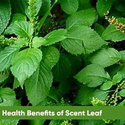 Unveiling the Power of Scent Leaf: 5 Astonishing Health Benefits and Everyday Uses That Will Surprise You