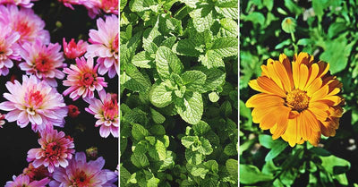 Top Plants That Keep Spiders Away: A Comprehensive Guide to Natural Spider Control in Your Garden and Home