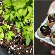 The Ultimate Guide to Eggshell Gardening: From Waste to Wonder