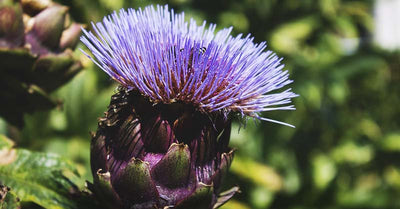 How to Grow Artichokes: A Comprehensive Guide for Beginners and Beyond