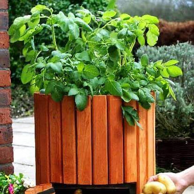 How to Grow Potatoes at Home in Containers: A Complete Step-by-Step Guide
