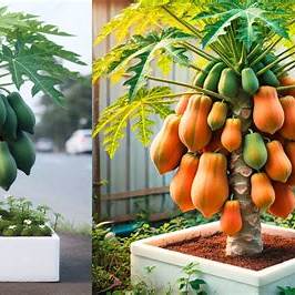 The Ultimate Guide to Growing Papaya in Pots: Unlock Your Homegrown Tropical Paradise